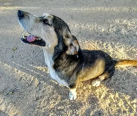 Rocko photo 2