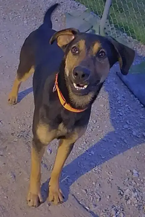 Kaos