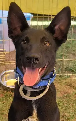 Loki photo 3