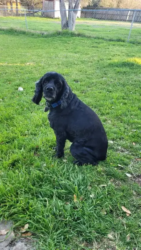 Snooper photo 2
