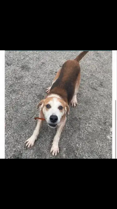 Gomer *Cross Post* photo 2