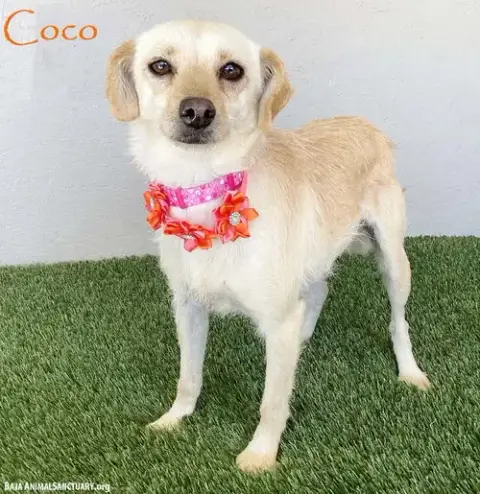Coco photo 1