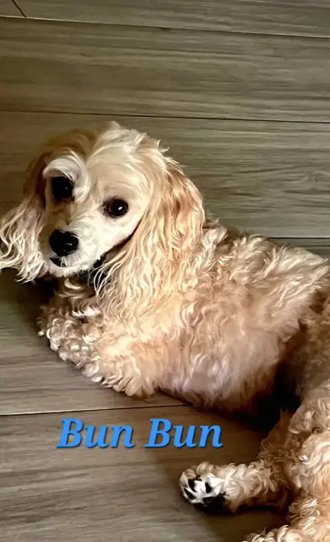 Bun Bun
