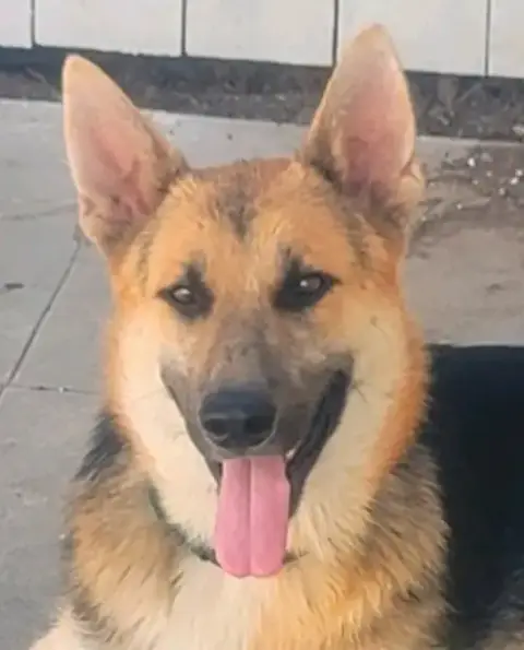 Niko