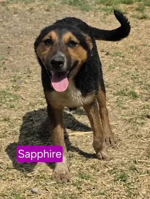 Magical Sapphire