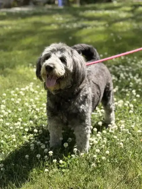 Stella photo 3