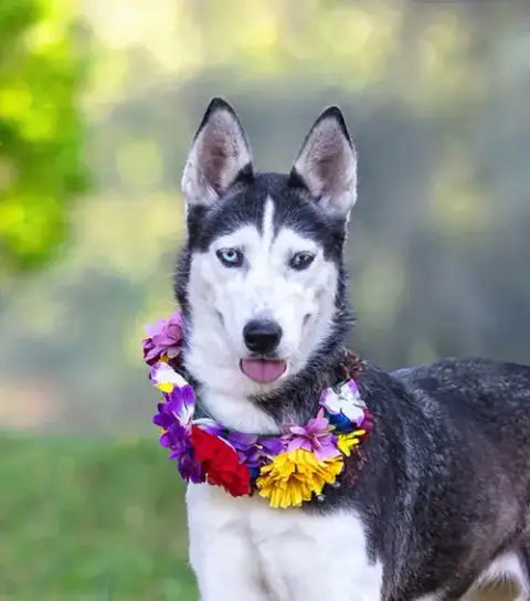 Nova Bonded With Koda photo 2