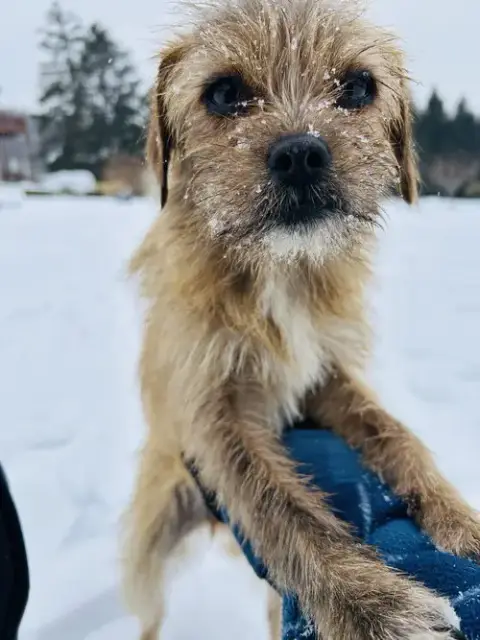 Nala photo 4
