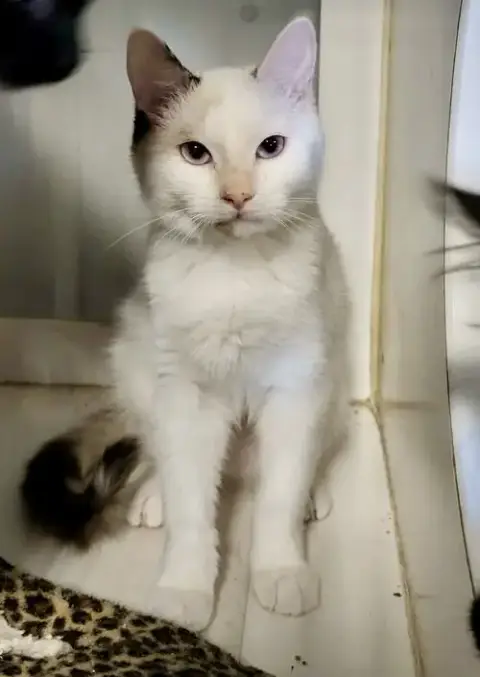 Minerva