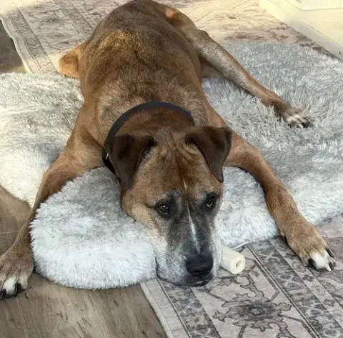 Brutus photo 2