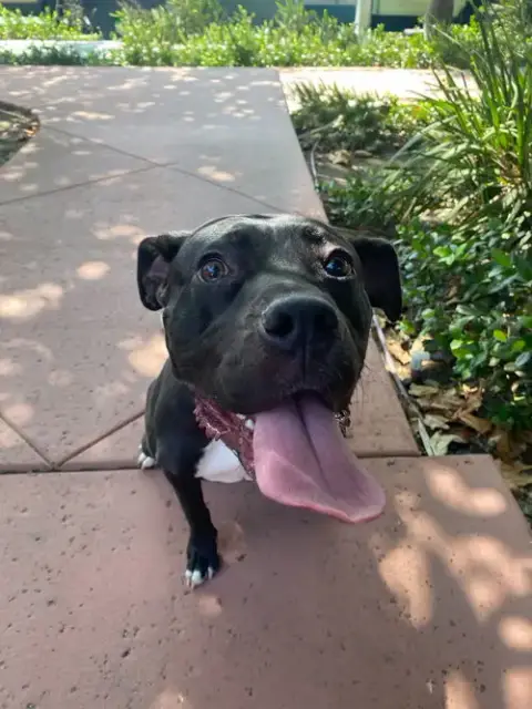 Lucy photo 2