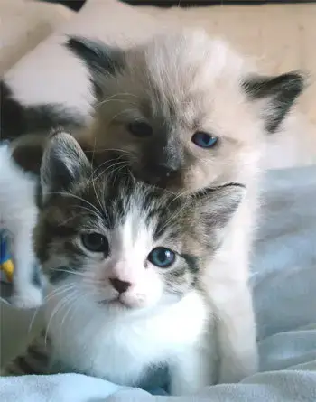 Kittens!!!! photo 5