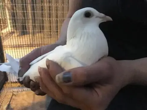Phoenix