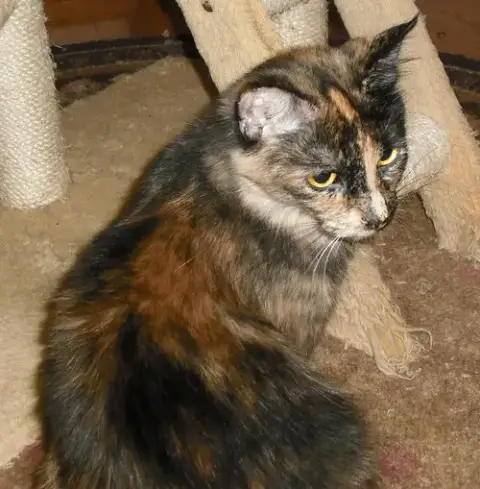 Georgie Girl photo 3