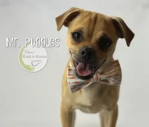 Mr. Puggles