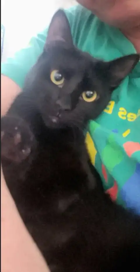 Gretel #Cute-Mini-Panther