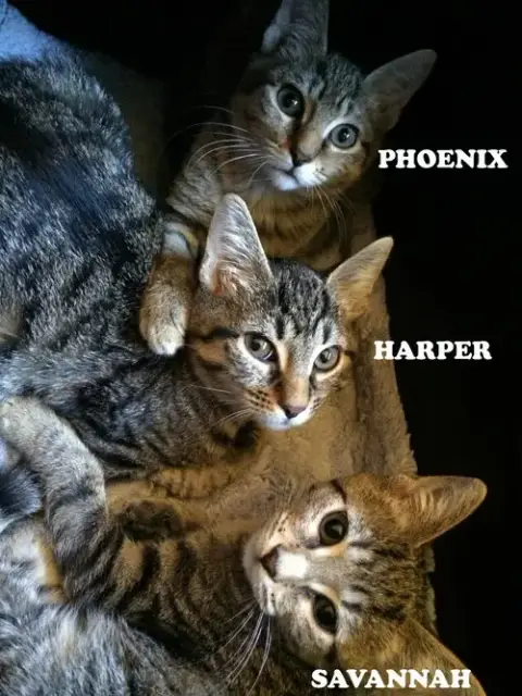 Harper photo 2
