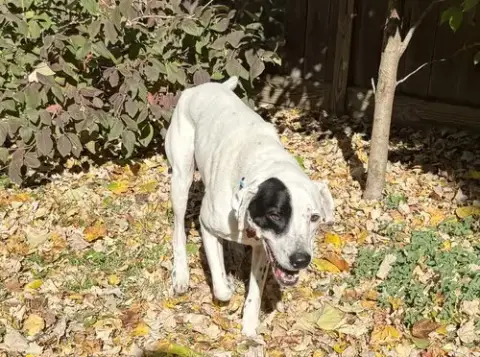 Bubba photo 4