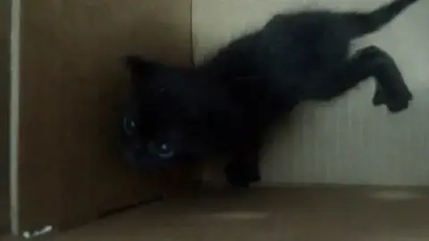 Panther