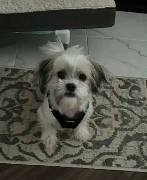 Mocha photo 4