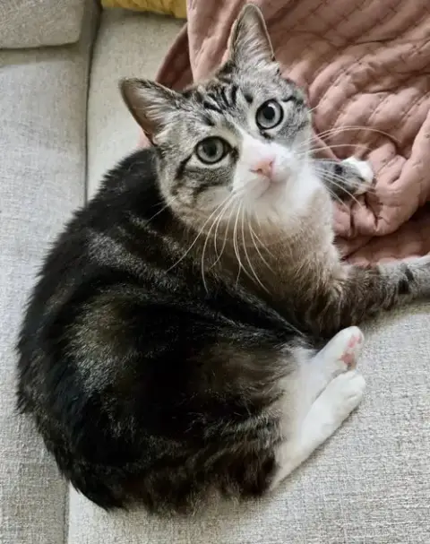 Mama Kitty