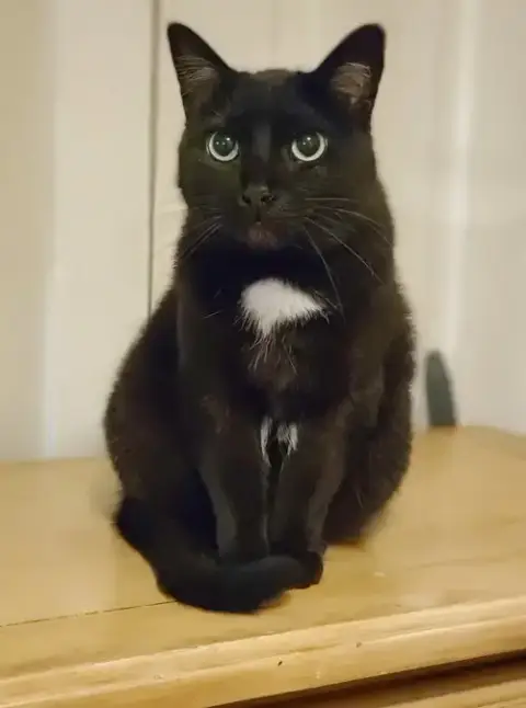 Bagheera