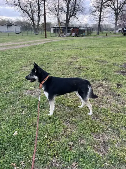 Scout photo 3