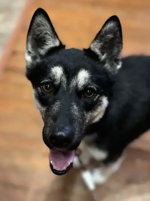 Scout photo 2
