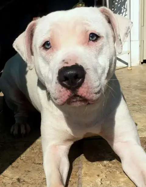 Savannah