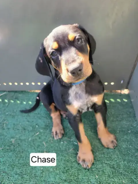 Chase photo 2