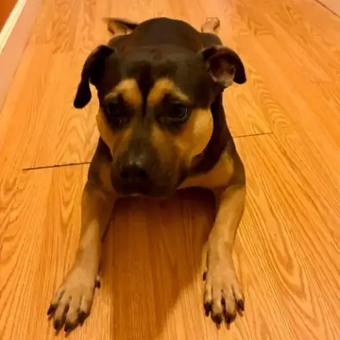 Molly photo 4