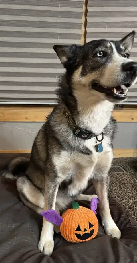 Sasha photo 4