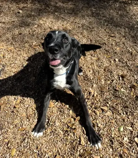 Ozzie photo 1