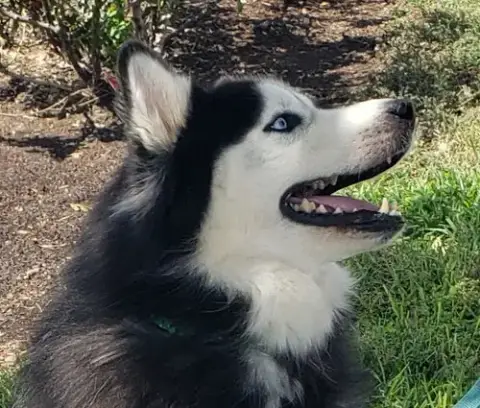 Charles #Husky-Poster-Dog photo 2