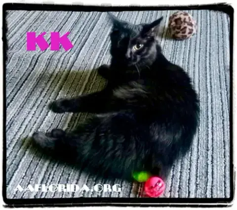 Kk photo 2