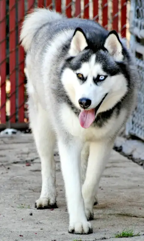 Azul photo 5