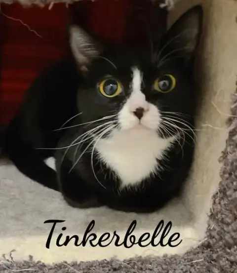 Toodles & Tinker Bell photo 2