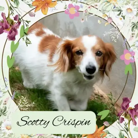 Scotty Crispin