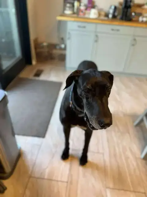 Bubba photo 3
