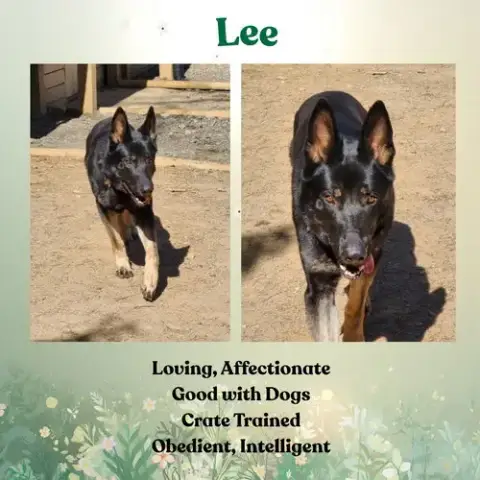 Lee