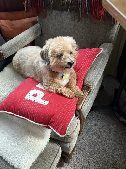 Dandie photo 4