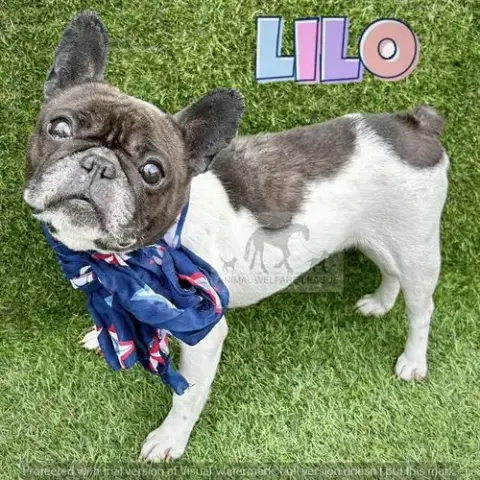 Lilo