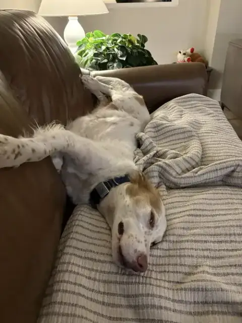 Sampson photo 5
