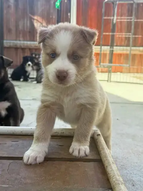 Marilynn'S Puppy Muse photo 3