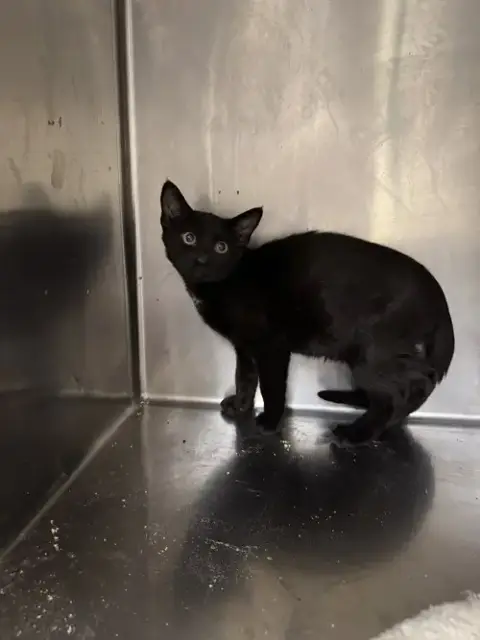 Manny