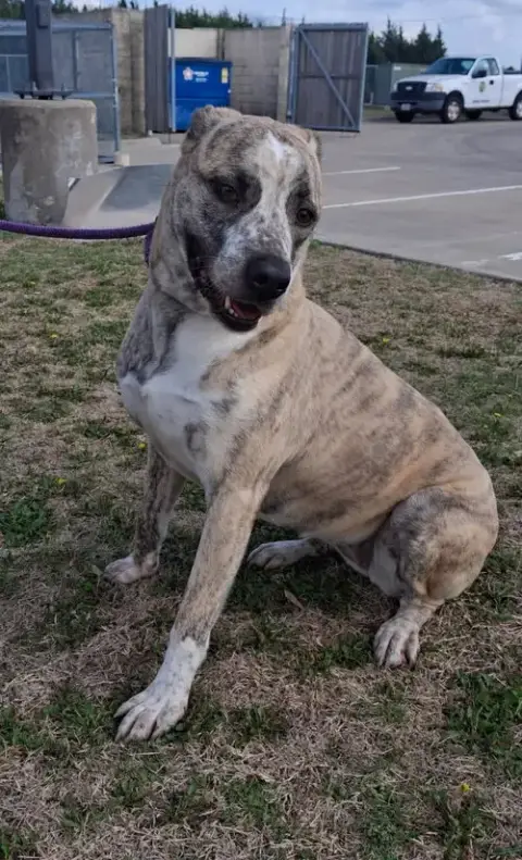 Molly photo 4