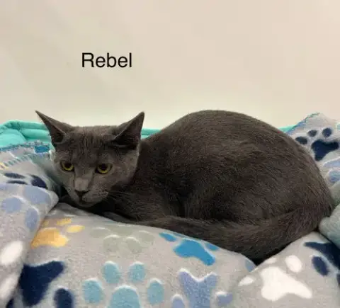 Rebel photo 4