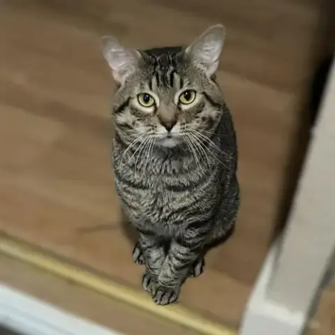 Tigger