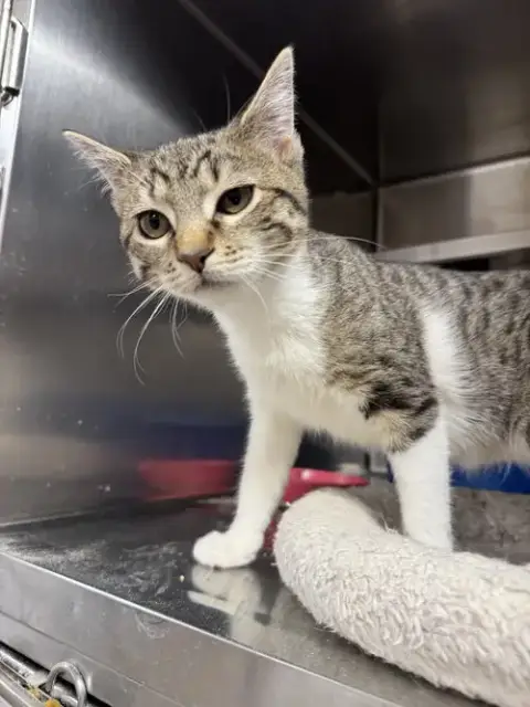 Penelope