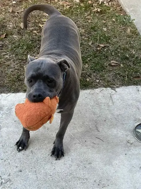 Grayson photo 4